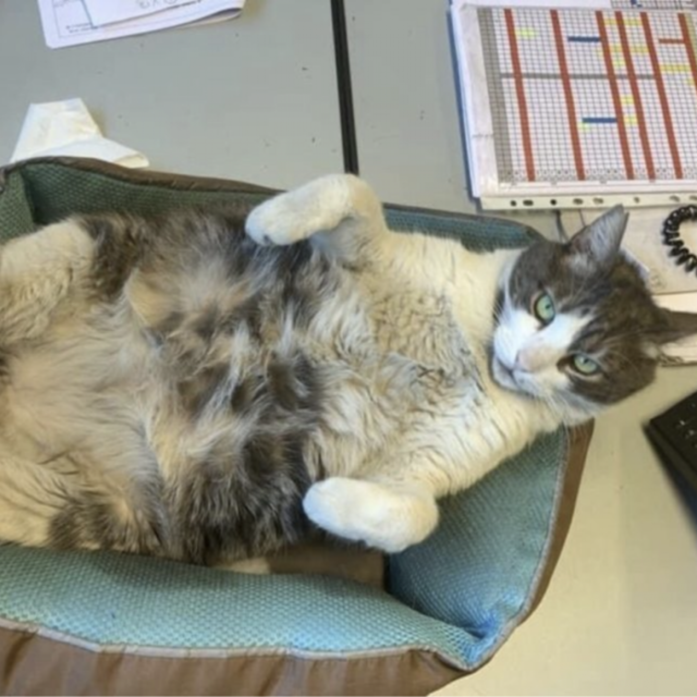 Après 530 kilomètres de périple, la mascotte d&rsquo;une entreprise de Colomars est rentré à la maison