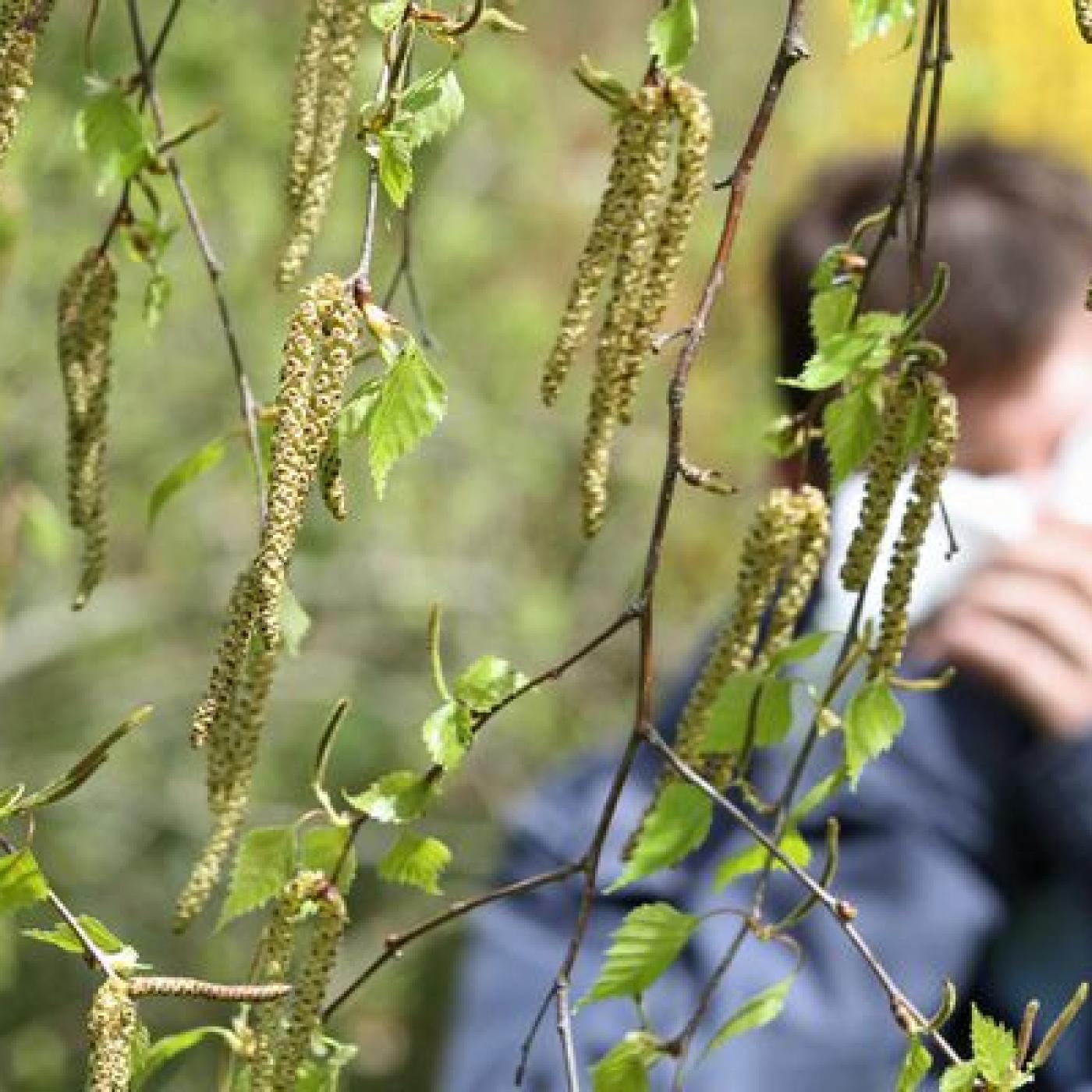 Risques d&rsquo;allergies : la PACA en alerte rouge aux pollens