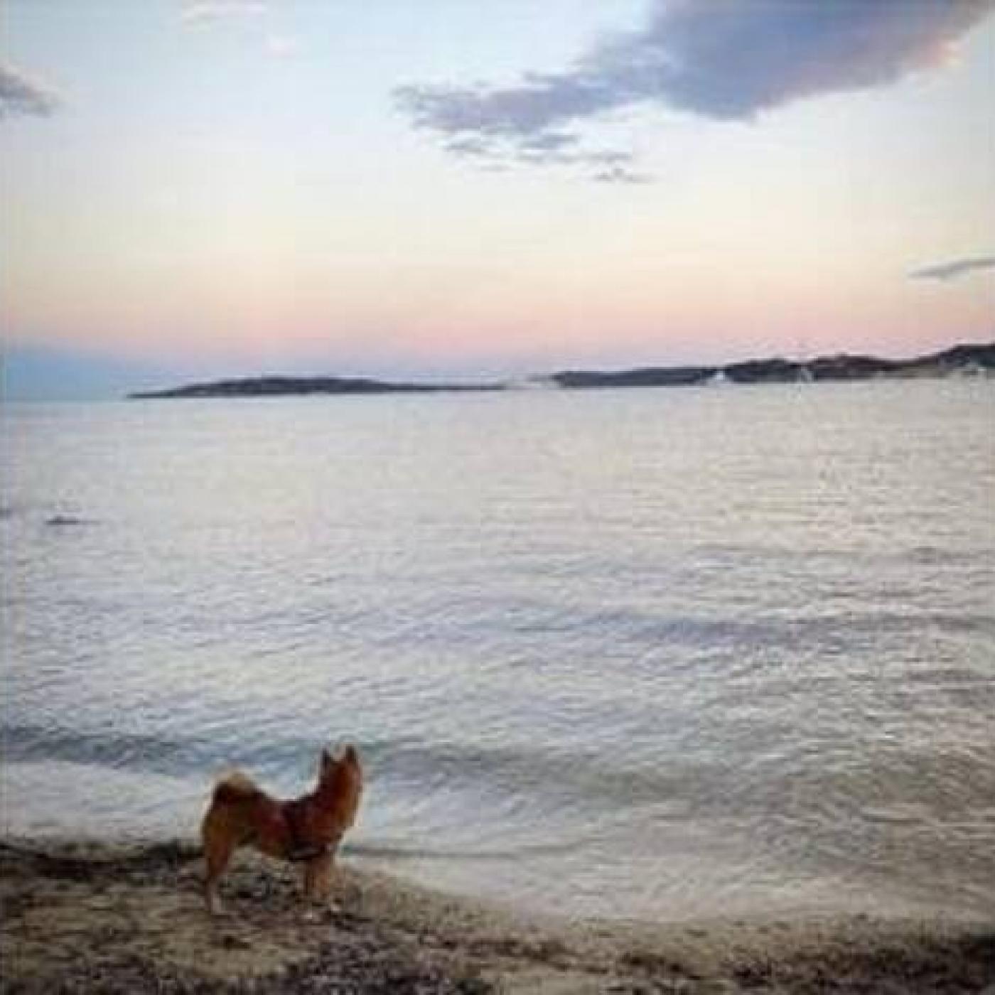 Clovis, le chien « militant » qui a pris sa carte d&rsquo;adhérent pour voter à la primaire LR à Nice