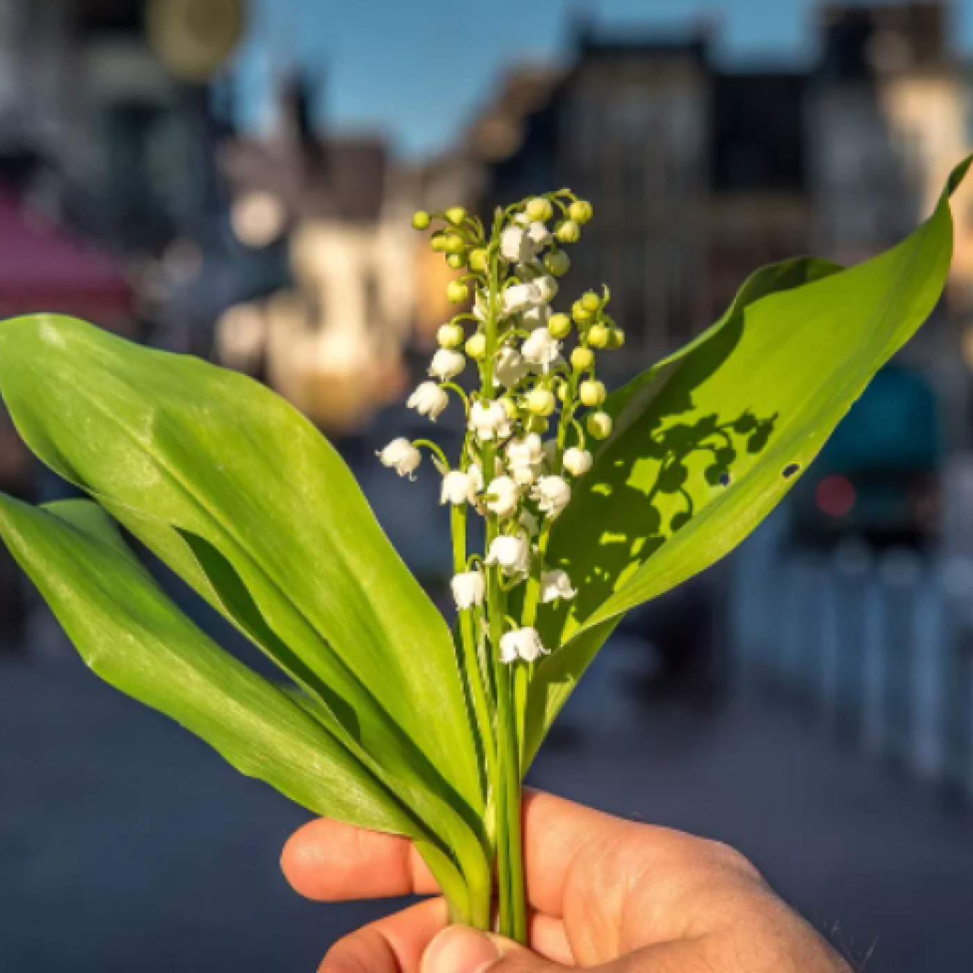 Que représente le muguet pour les Niçois  ?