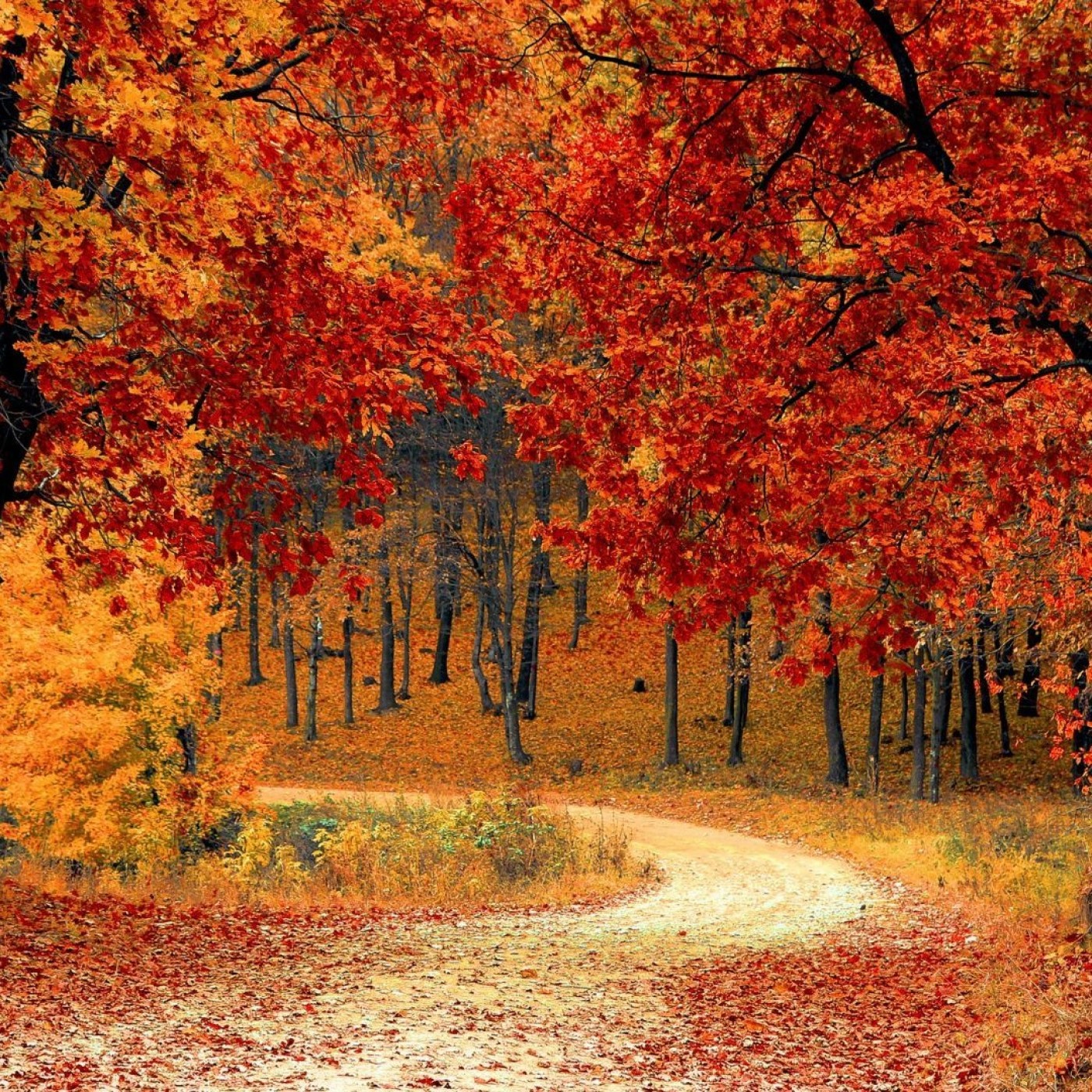L&rsquo;automne est de retour !