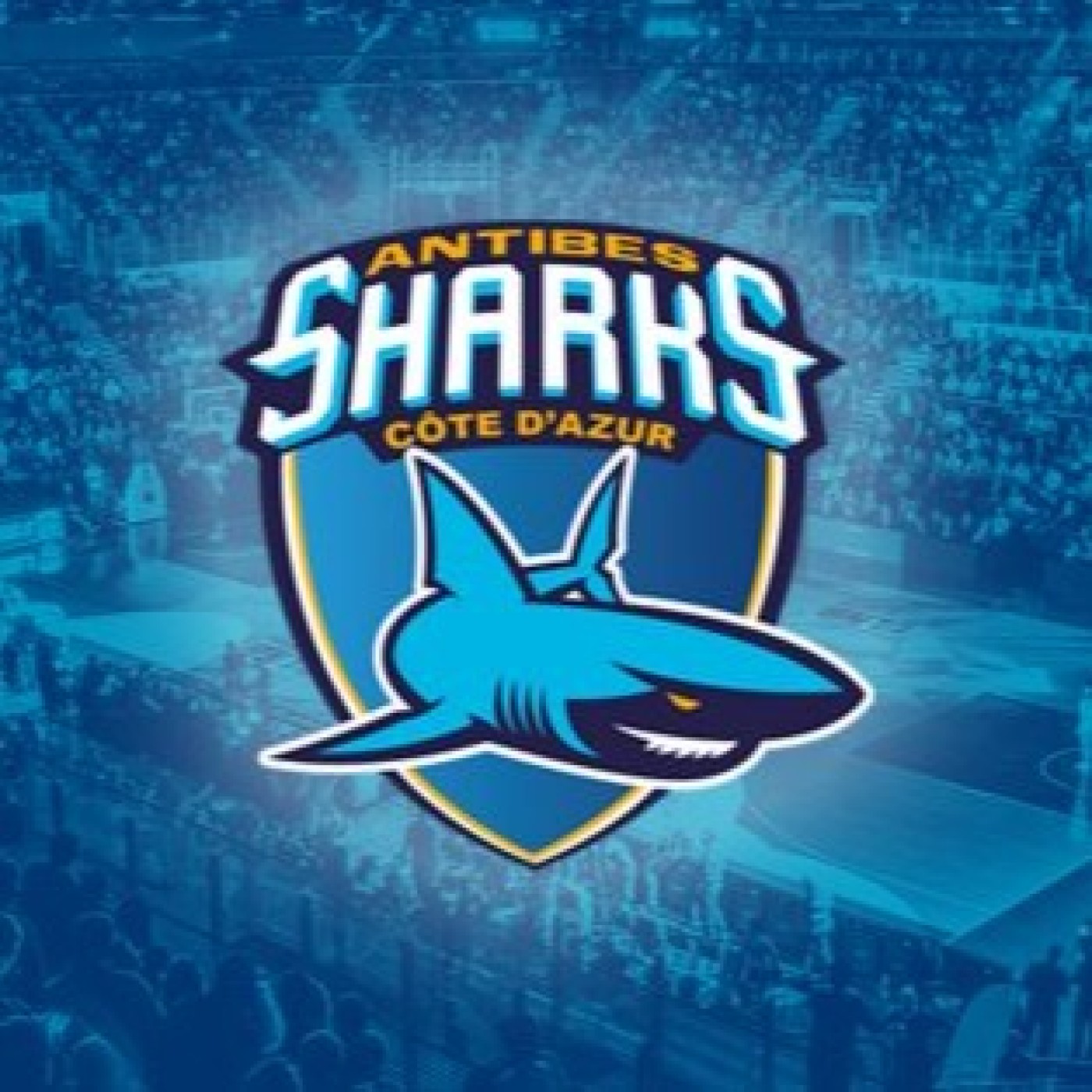 Sharks d&rsquo;Antibes : Objectif Pro A
