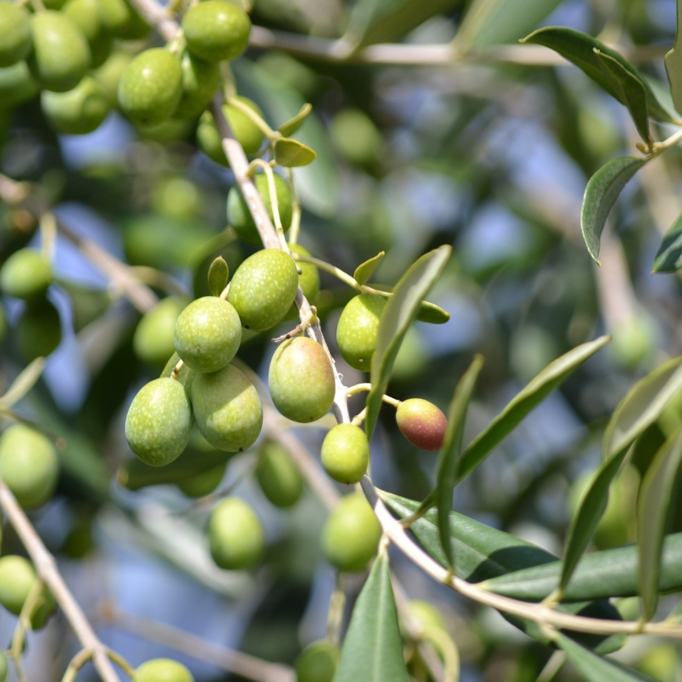 Au Broc, on utilise des noyaux d&rsquo;olives pour se chauffer