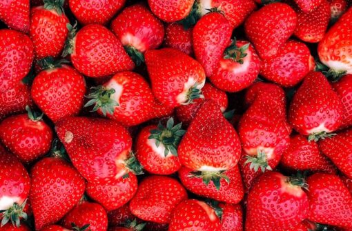 Les premières fraises de Carros sont arrivées !